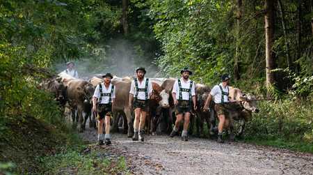 Alpabtrieb Allgäu