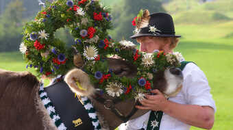 Alpabtrieb Allgäu
