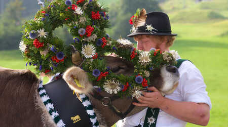 Alpabtrieb Allgäu