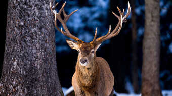 Busausflug zur Wildfütterung - Zu Gast bei Familie Hirsch, Bildquelle: Tourist-Information-Schwangau, Michael Helmer