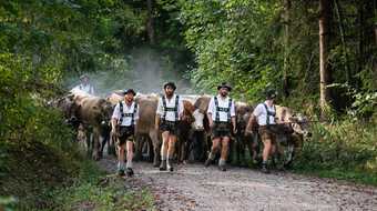 Alpabtrieb Allgäu