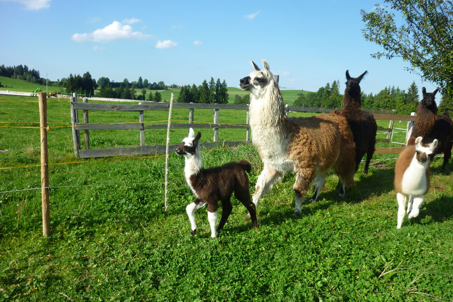 Lama-Trekking in Nesselwang