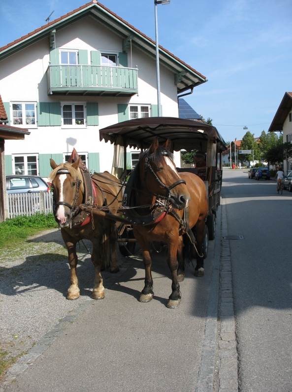 Pferdekutschfahrt im Allgäu