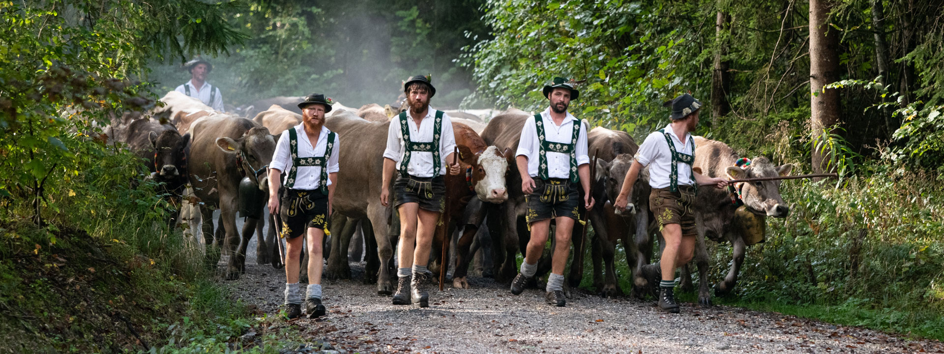 Viehscheid in Nesselwang im Allgäu
