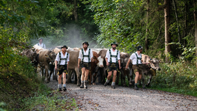 Alpabtrieb in Nesselwang